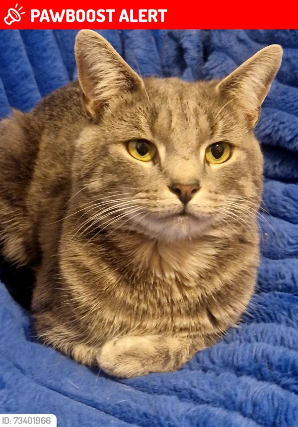 Lost Male Cat last seen Springbank road, Anfield, England L4 2QR