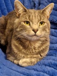Lost Male Cat last seen Springbank road, Anfield, England L4 2QR