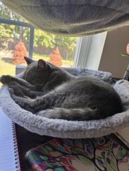 Reunited Male Cat last seen Hovchild Blvd. Enclave at Jumping Brook, Neptune Township, NJ 07753
