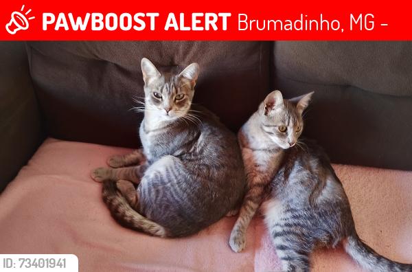 Lost Female Cat last seen são Sebastião 134, Brumadinho, MG 35460-000