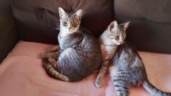 Lost Female Cat last seen são Sebastião 134, Brumadinho, MG 35460-000