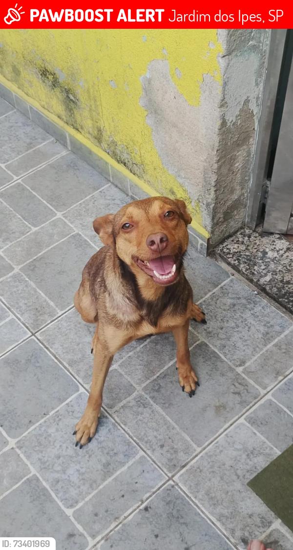 Lost Female Dog last seen Av. Dos Ipes, Jardim dos Ipes, SP 