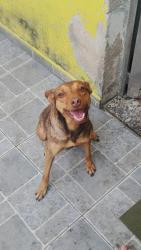 Lost Female Dog last seen Av. Dos Ipes, Jardim dos Ipes, SP 