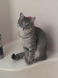 Lost Male Cat last seen Athens Dr high school, Raleigh, NC 27606