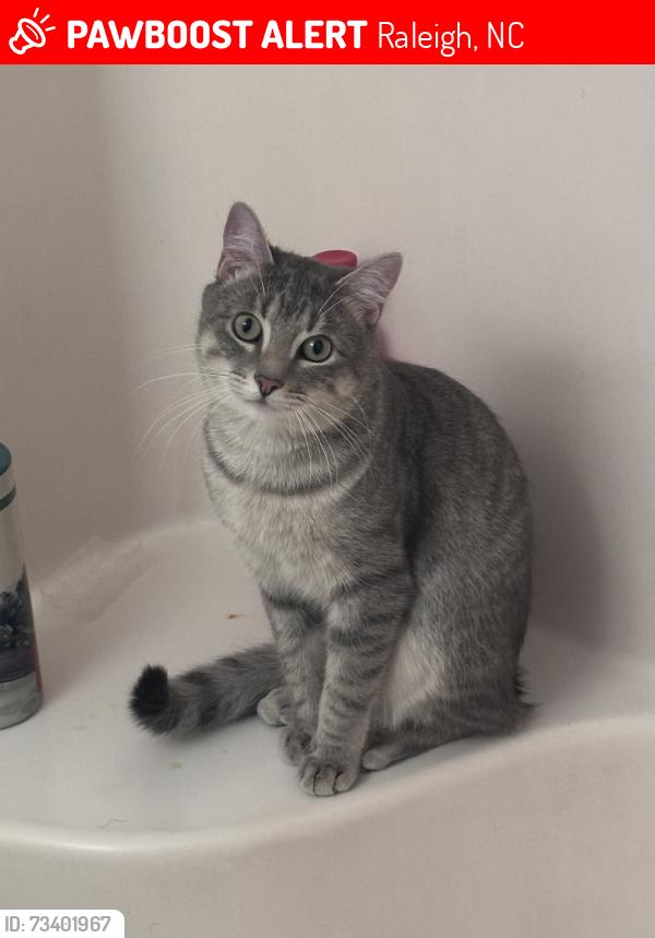 Lost Male Cat last seen Athens Dr high school, Raleigh, NC 27606