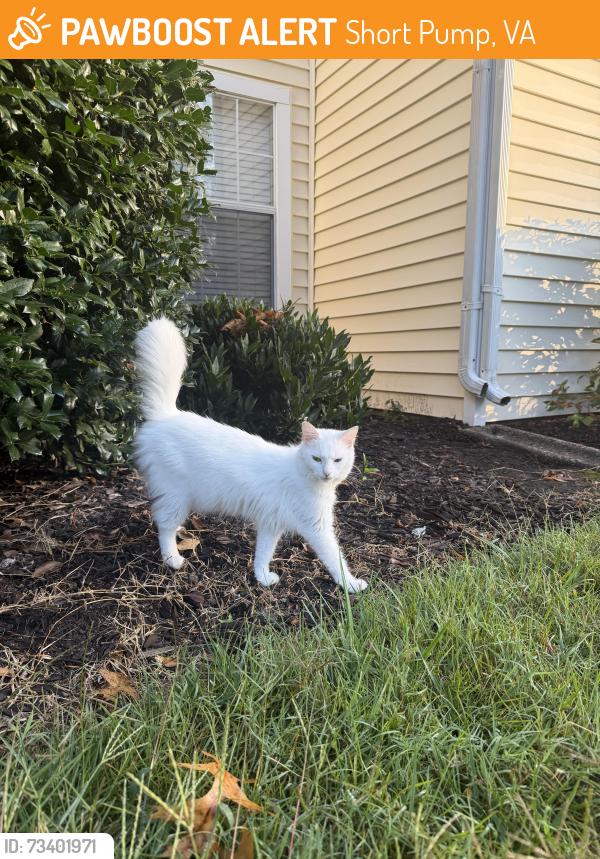 Found/Stray Female Cat last seen Chase Wellesley Drive, Short Pump, VA 23233
