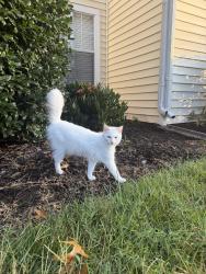 Found/Stray Female Cat last seen Chase Wellesley Drive, Short Pump, VA 23233