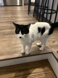 Lost Male Cat last seen Wonderland and Blackacres, London, ON 