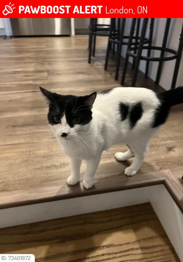 Lost Male Cat last seen Wonderland and Blackacres, London, ON 