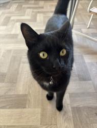 Lost Male Cat last seen Refresco, Kegworth, England DE74 2AA