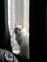 Lost Female Cat last seen Mcdonald's, Berkshire, England 