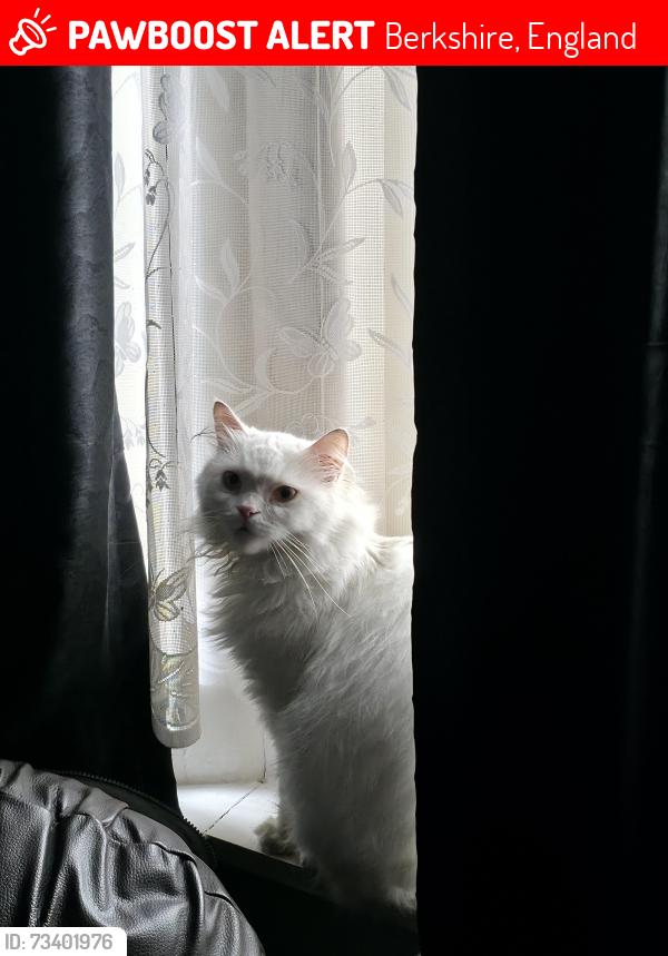 Lost Female Cat last seen Mcdonald's, Berkshire, England 