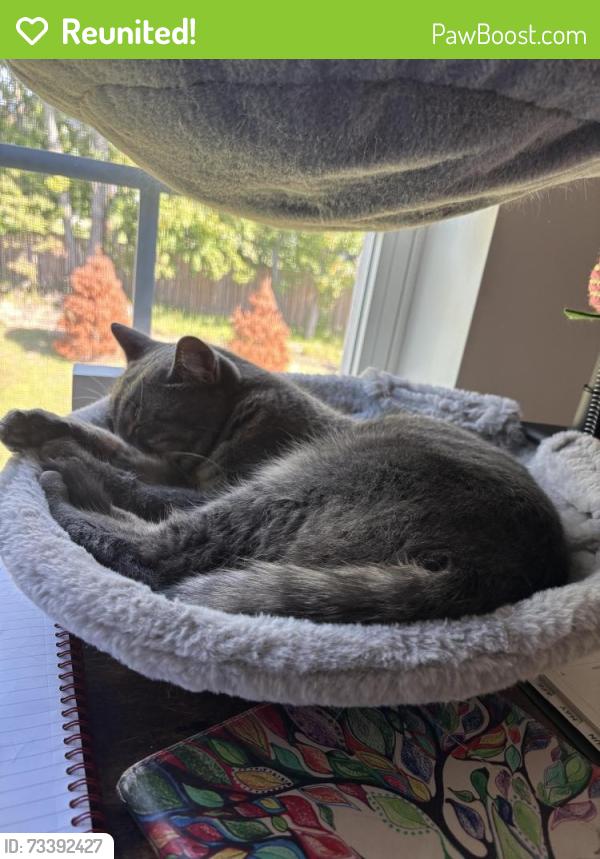 Reunited Male Cat last seen Hovchild Blvd. Enclave at Jumping Brook, Neptune Township, NJ 07753