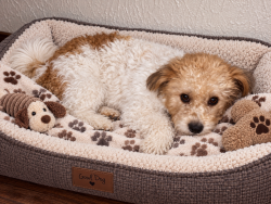 Lost Female Dog last seen Bernardo/Mountainair Exit, Bosque, NM 87006