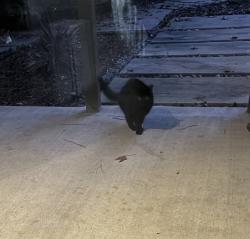 Found/Stray Unknown Cat last seen Havenridge and Lehigh springs, The Woodlands, TX 77381