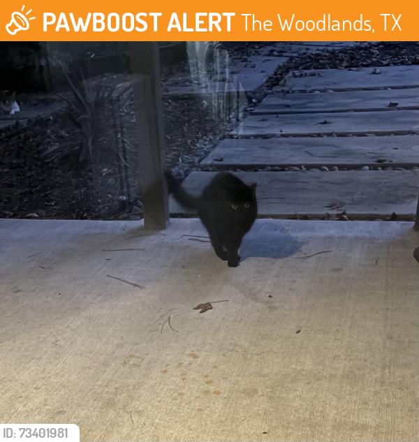 Found/Stray Unknown Cat last seen Havenridge and Lehigh springs, The Woodlands, TX 77381