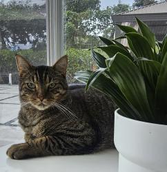 Lost Male Cat last seen Near NE 207 Terrace in Ives States area, Miami, FL 33179