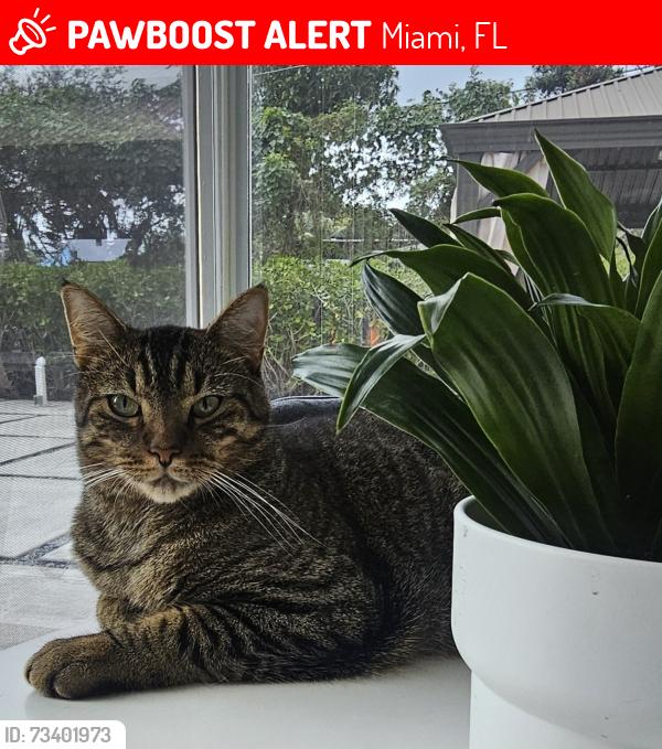 Lost Male Cat last seen Near NE 207 Terrace in Ives States area, Miami, FL 33179