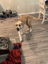 Found/Stray Male Dog last seen Summer creek, villages at sunset point, Crowley, TX 76036