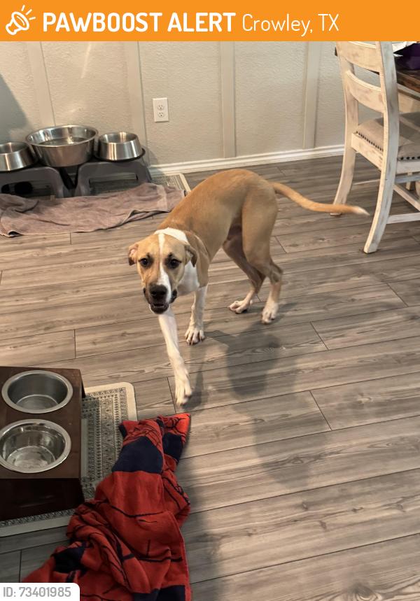 Found/Stray Male Dog last seen Summer creek, villages at sunset point, Crowley, TX 76036