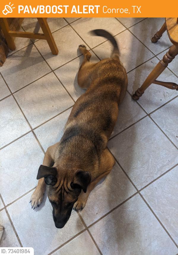 Found/Stray Male Dog last seen FM 2090 at Firetower Rd, Conroe, TX 77306