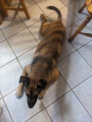 Found/Stray Male Dog last seen FM 2090 at Firetower Rd, Conroe, TX 77306