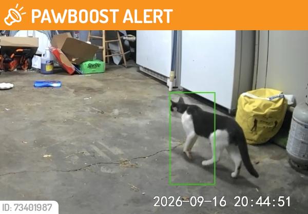 Found/Stray Unknown Cat last seen Bogart Road West and Maple, Castalia, Ohio, Margaretta Township, OH 44824