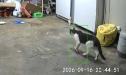 Found/Stray Unknown Cat last seen Bogart Road West and Maple, Castalia, Ohio, Margaretta Township, OH 44824
