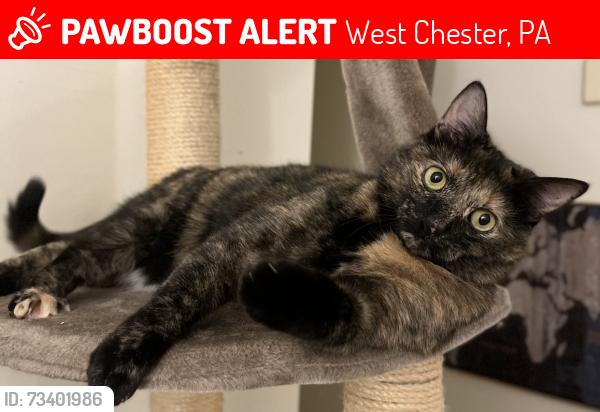Lost Female Cat last seen Chessie Court, Exton Station, West Chester, PA 19380