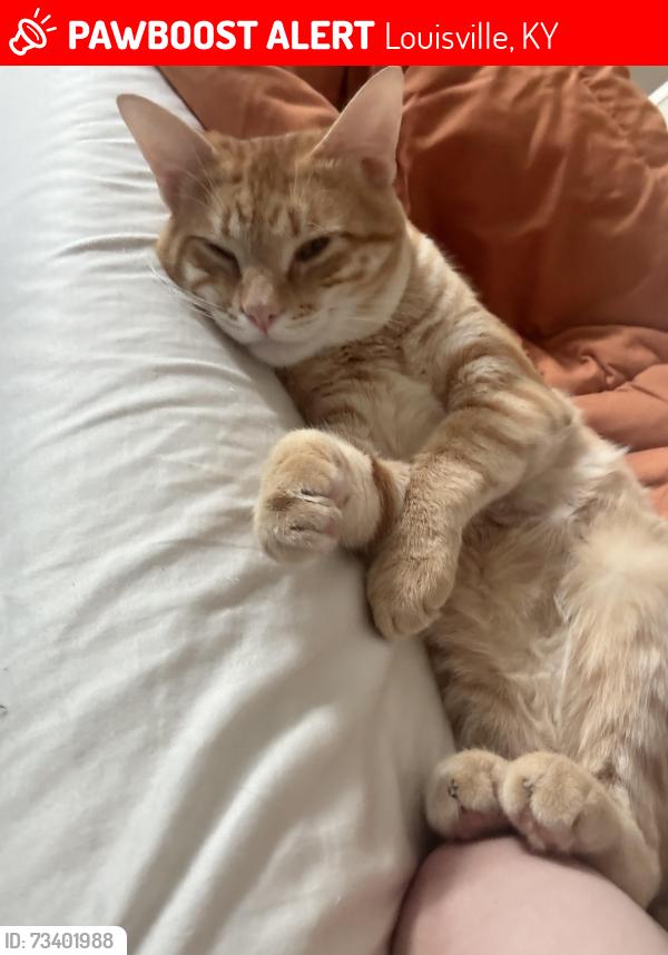Lost Male Cat last seen Whipsmill road, lake view road, Perry road 8804, Louisville, KY 40222