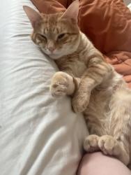 Lost Male Cat last seen Whipsmill road, lake view road, Perry road 8804, Louisville, KY 40222