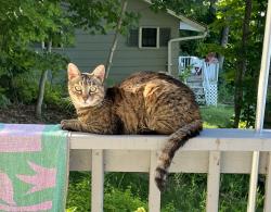 Lost Female Cat last seen Teresa Dr, Walworth, NY 14568