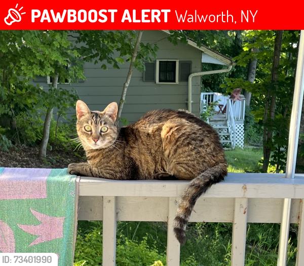 Lost Female Cat last seen Teresa Dr, Walworth, NY 14568
