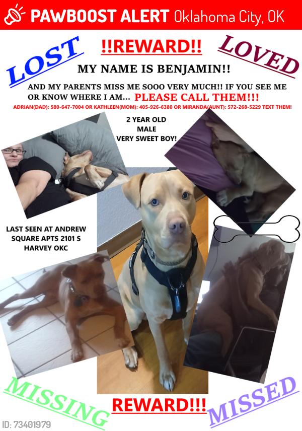 Lost Male Dog last seen andrew square apts 2101 s harvey okc, Oklahoma City, OK 73109