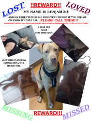 Lost Male Dog last seen andrew square apts 2101 s harvey okc, Oklahoma City, OK 73109