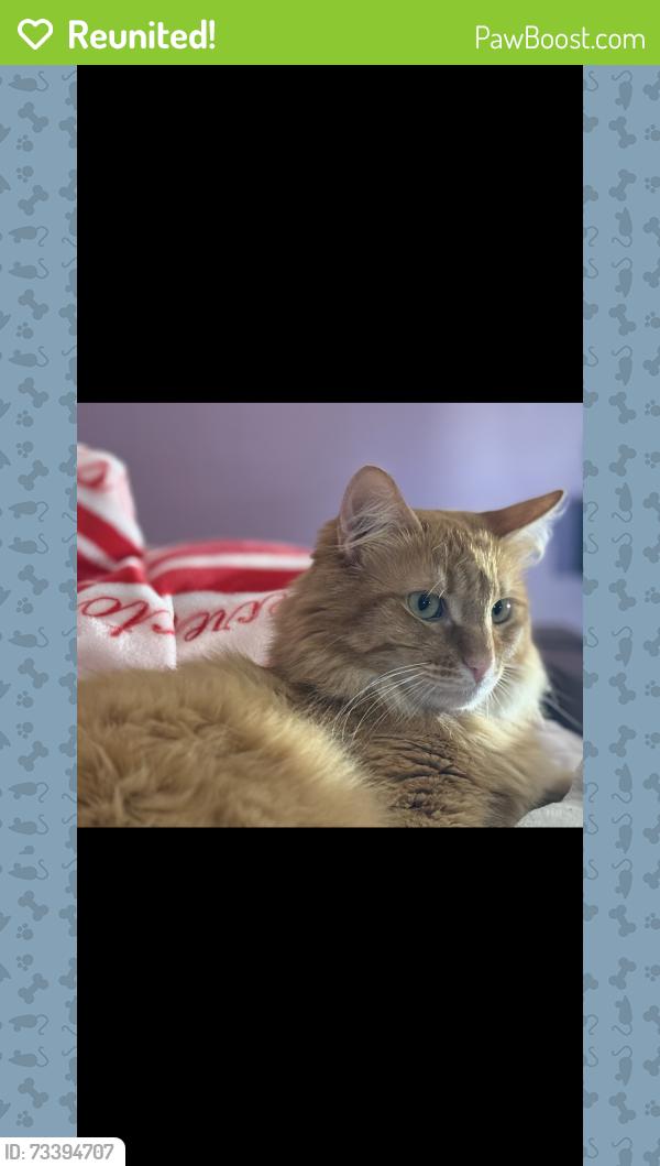 Reunited Male Cat last seen South Garden Ave, Hayward, CA 94541