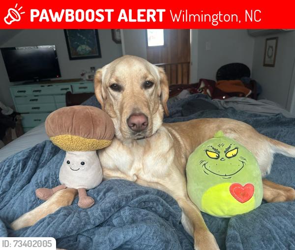 Lost Male Dog last seen Myrtle Grove / Carolina Beach Rd, Wilmington, NC 28412