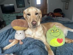 Lost Male Dog last seen Myrtle Grove / Carolina Beach Rd, Wilmington, NC 28412