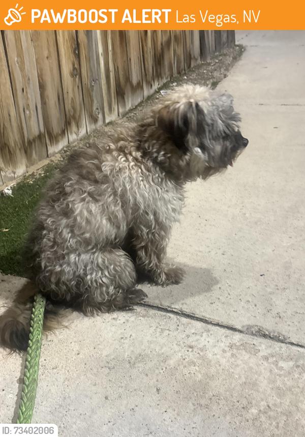 Found/Stray Male Dog last seen Maryland parkway and E Harmon Ave, Las Vegas, NV 89119