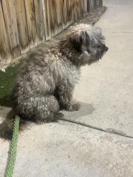 Found/Stray Male Dog last seen Maryland parkway and E Harmon Ave, Las Vegas, NV 89119