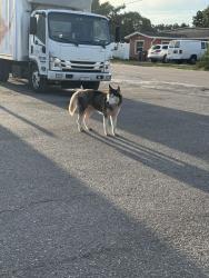 Found/Stray Male Dog last seen Across from CommTow and in the parking lot of Hispanic grocery store I believe it’s called MP Market, Bradenton, FL 34208