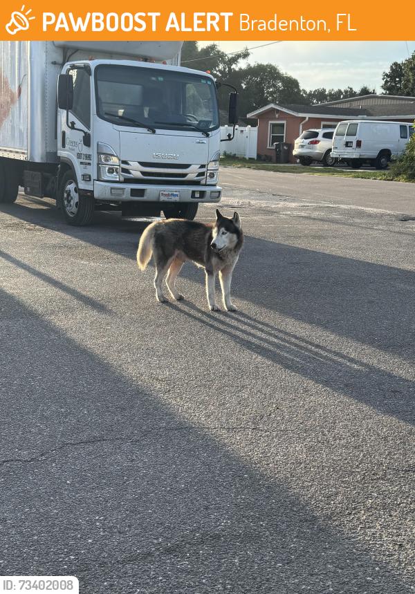Found/Stray Male Dog last seen Across from CommTow and in the parking lot of Hispanic grocery store I believe it’s called MP Market, Bradenton, FL 34208