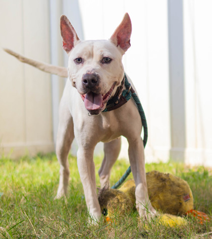 Shelter Stray Female Dog last seen Near Brannen Road Atlanta, 30316, 30316, GA, 3280 Chamblee Dunwoody Rd, Chamblee, GA 30341, USA
