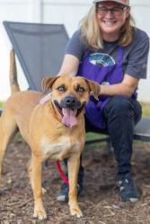 Shelter Stray Female Dog last seen Near Ashford Dunwoody Road Brookhaven, GA 30319, 30319, GA, 3280 Chamblee Dunwoody Rd, Chamblee, GA 30341, USA