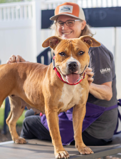 Shelter Stray Female Dog last seen Near Glenwood Ave 30316, 30316, GA, 3280 Chamblee Dunwoody Rd, Chamblee, GA 30341, USA