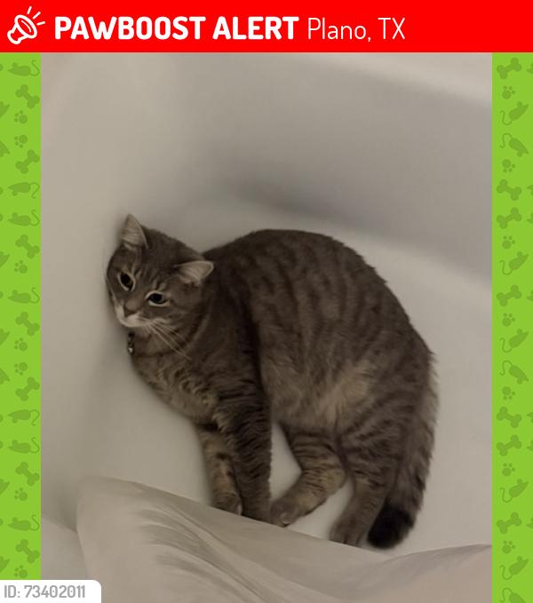 Lost Female Cat last seen Parker & Independence, Plano, TX 75093