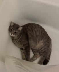 Lost Female Cat last seen Parker & Independence, Plano, TX 75093