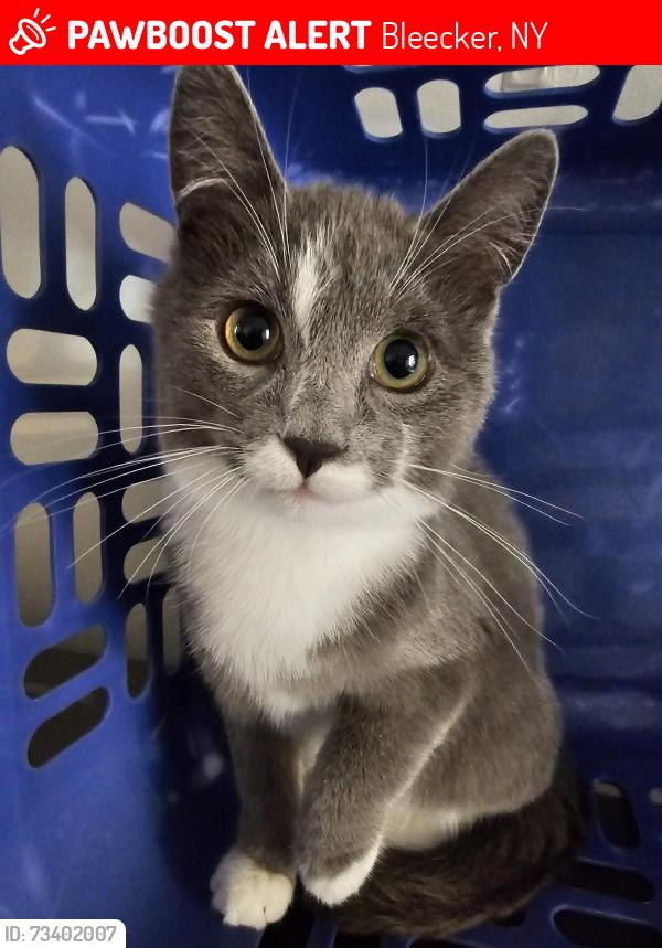 Lost Male Cat last seen County Road 125 (Bleecker/Benson road), Bleecker, NY 12078