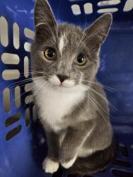 Lost Male Cat last seen County Road 125 (Bleecker/Benson road), Bleecker, NY 12078
