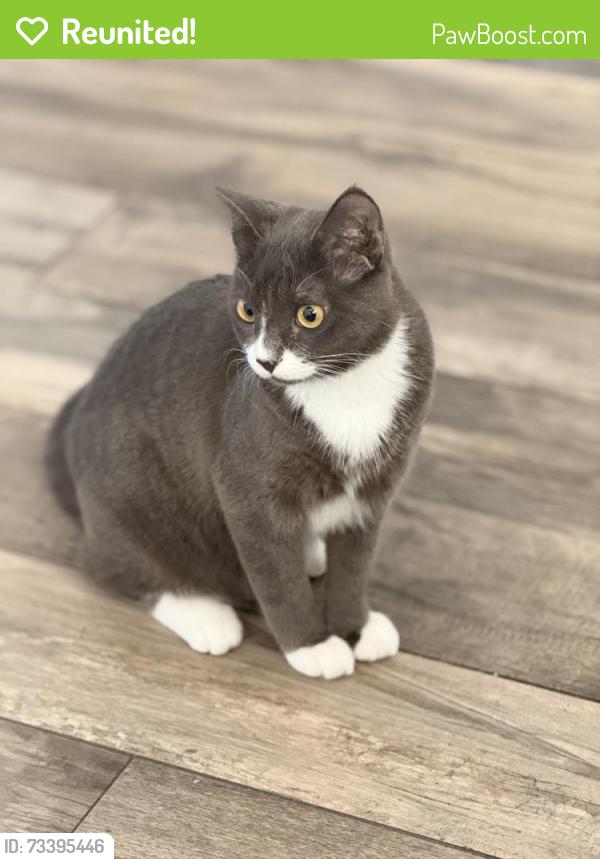 Reunited Male Cat last seen Plantation rd and nw 73 terrace, Plantation, FL 33317